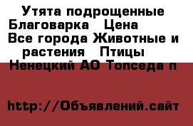 Утята подрощенные Благоварка › Цена ­ 100 - Все города Животные и растения » Птицы   . Ненецкий АО,Топседа п.